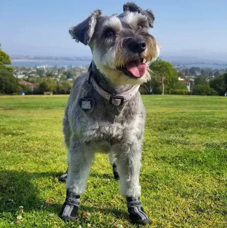 QUMY SMALL BREED Dog Boots - Black